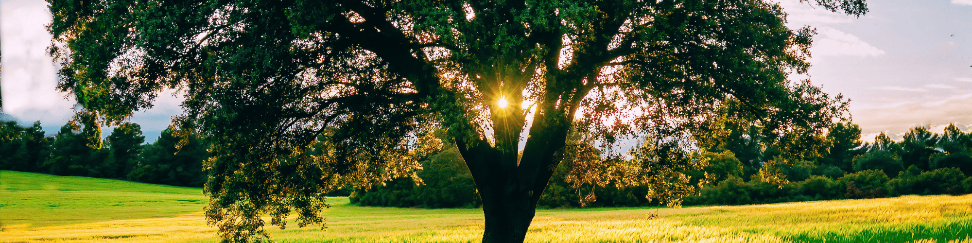 Scenic tree with sunset